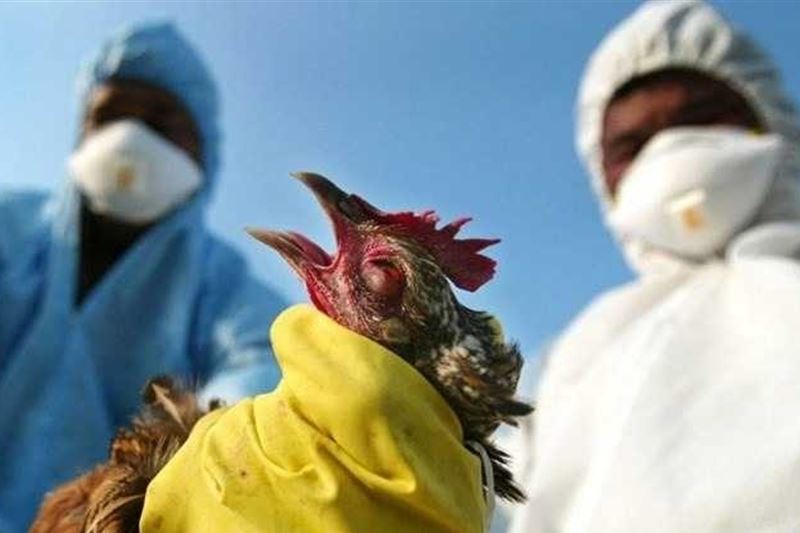 الصحة العالمية تتخوف من تفشي إنفلونزا الطيور <font color=white   >...</font>