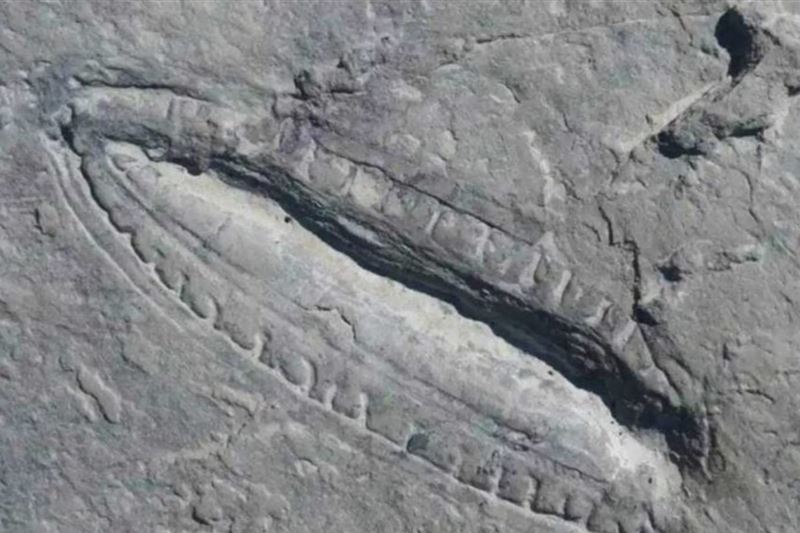 عمرها 550 مليون عاما.. علماء يكتشفون "أقدم <font color=white   >...</font>