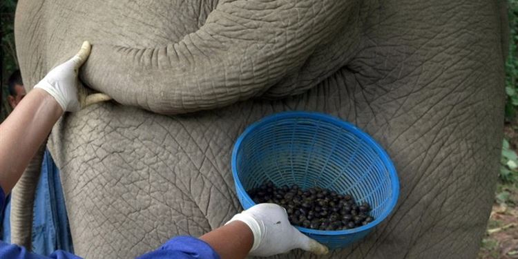 مدفع المستشعر الإصدار  أغلى قهوة في العالم تصنع من روث الأفيال!